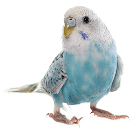 Parakeet