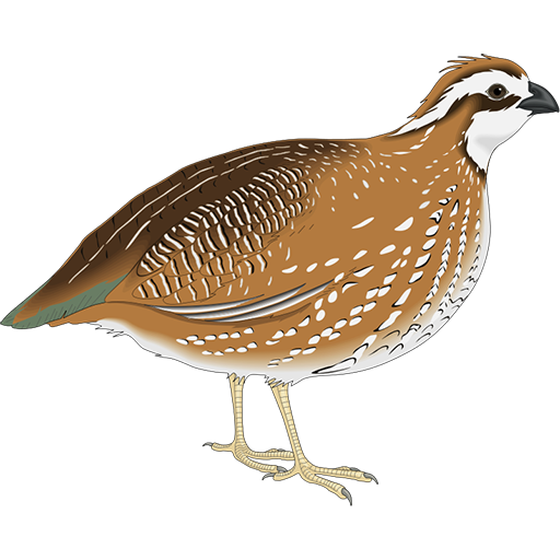 Quail